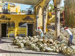 Destilería de Tequila